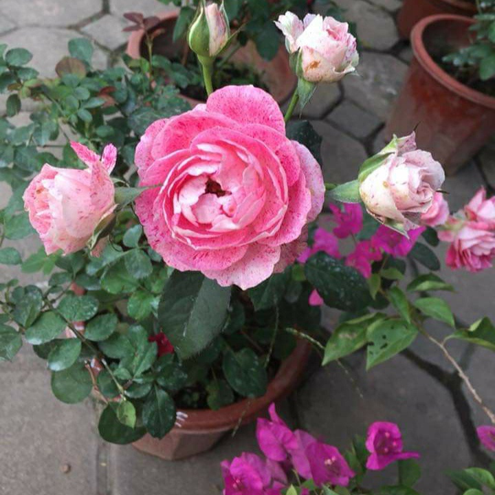 Hoa hồng ngoại Lady Candle rose hồng sọc trộn trắng – Vẻ đẹp lôi cuốn mọi người yêu hoa - Vườn Hoa Melinhrose