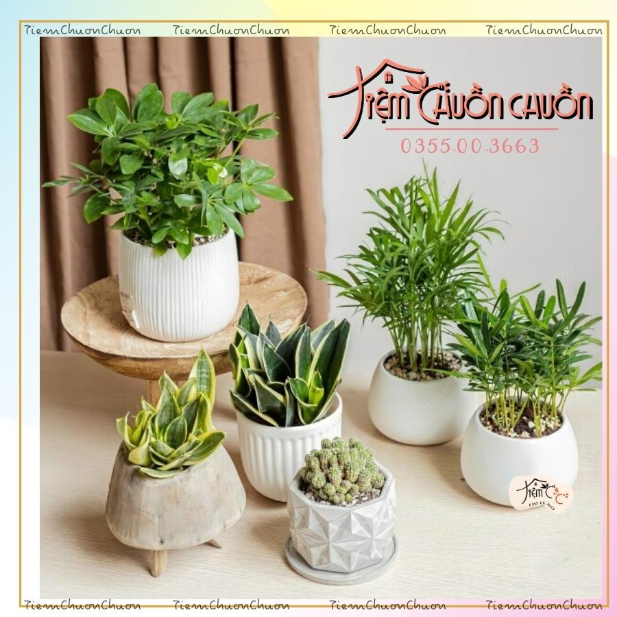 Chậu Trồng Sen Đá Mix Nhiều Màu Men - Chậu sứ - tiemchuonchuon - Tiệm Chuồn Chuồn - Gốm Bát Tràng