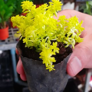 Sedum vàng