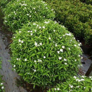 Bầu cây giống mai vạn phúc + tặng 01 cây dâu da đất