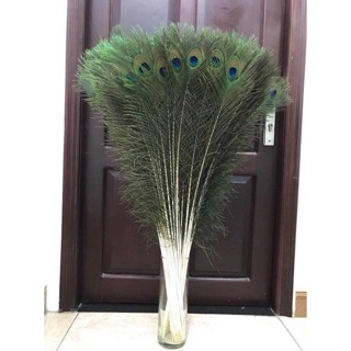 30 cành lông công loại vừa 95-100cm