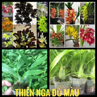 Lan thiên nga giống