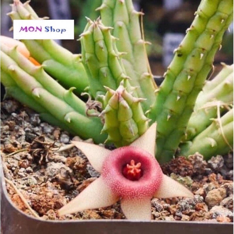 Xương rồng sao biển hoa năm cánh nhuỵ hồng dễ thương