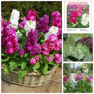 Hạt giống Hoa hoàng anh Mix – 50Hạt