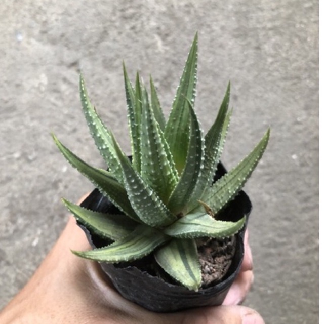 Xương rồng móng rồng