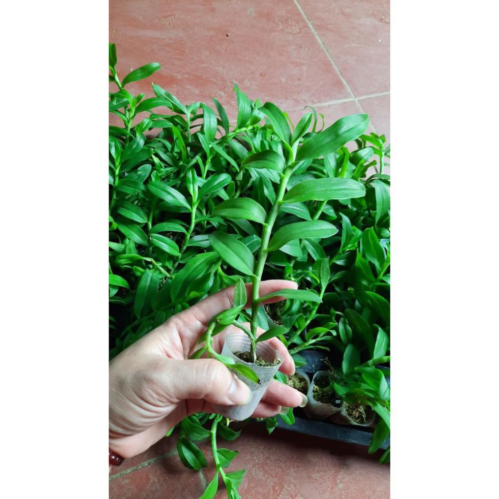 hoa phong lan 5 cánh trắng cấy mô | BigBuy360 - bigbuy360.vn