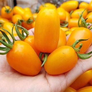 20 hạt giống cà chua nova vàng