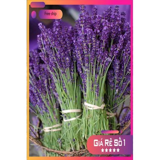 Hạt giống Oải hương