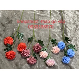 cúc xù nhiều màu