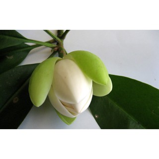 CÂY HOA DẠ HỢP (DẠ HỢP HƯƠNG)