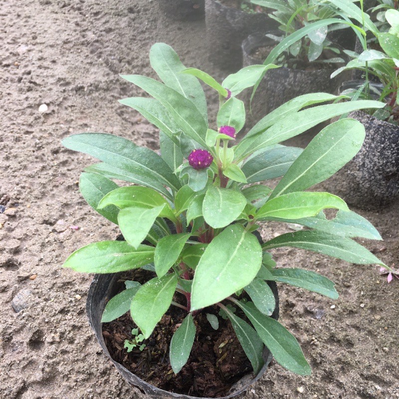 (giá tại vườn) Hoa Cúc Bách Nhật Đã Có Hoa Và Nụ (Hàng bầu đen như hình)