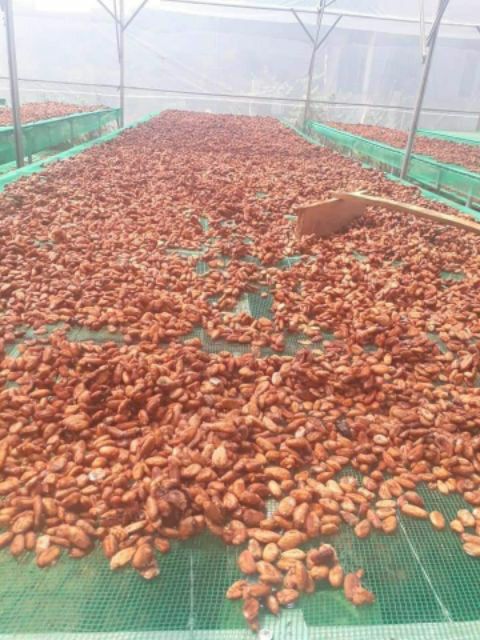 500GR BỘT CACAO ĐẮK LẮK | BigBuy360 - bigbuy360.vn