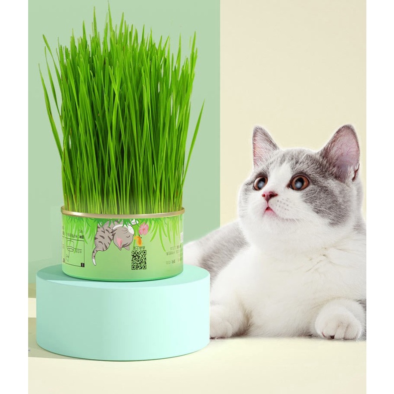 [HÀ NỘI] Set Cỏ Mèo Tươi Tự Trồng Tiện Lợi - Catnip Nhà Trồng