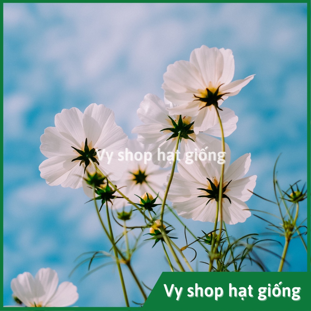 Hạt giống hoa sao nhái trắng Sonata nguyên gói 300 hạt