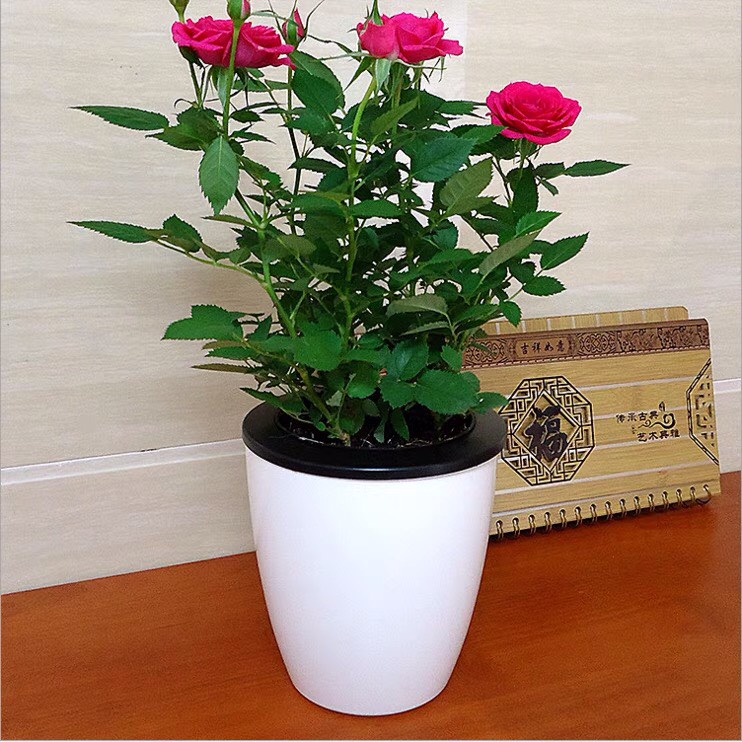 Chậu nhựa trồng cây thông minh nhập khẩu Oliz H0. Có chức năng tự tưới nước cho cây