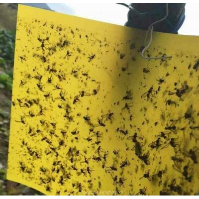 Bộ 10 Miếng Dán Diệt Côn Trùng | Bẫy Dính Côn Trùng | Miếng Dán Ruồi Vàng, Nhện, Bọ, Bướm Loại 20x25cm