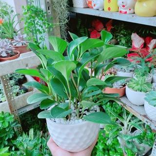 Chậu Cây Trường Sinh
