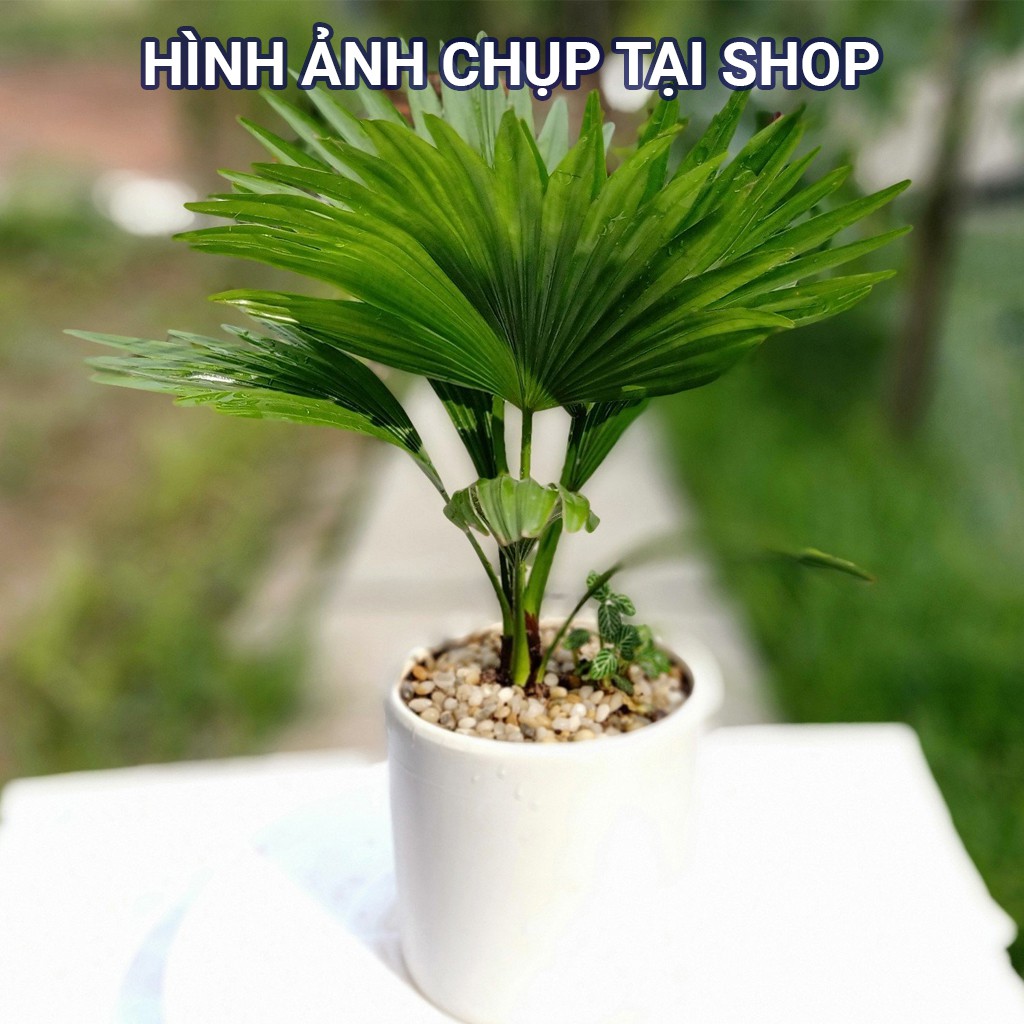 Cây Cọ Cảnh Để Bàn - Cao 28cm - Hợp Mệnh Thổ - Mệnh Kim