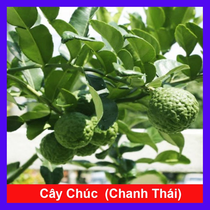 Cây Chúc (chanh thái) - Cây chanh ăn lá ( chanh hấp gà) + Tặng phân bón cho cây