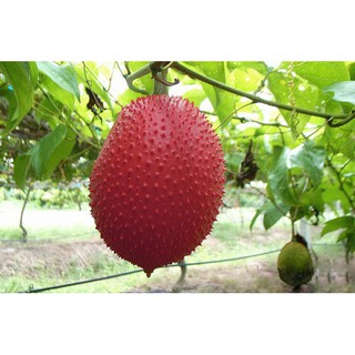 Hạt giống cây gấc kiểng