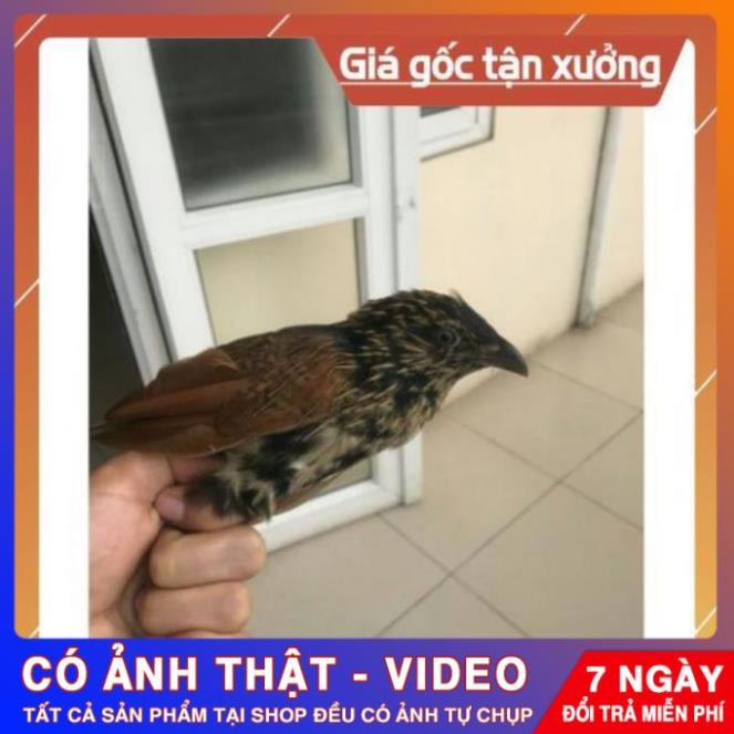 🟢 Keo Bẫy Chim Keo Bẫy Chuyên Chim Cò Vạc 500g Hàng VIP Siêu Dính 🟢