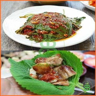 Hạt Giống Rau Thơm Mè Rạng Đông, Lá Mè Vừng Hàn Quốc Dễ Trồng, Thơm Ngon Vuonbabylon - Gói 0.5G