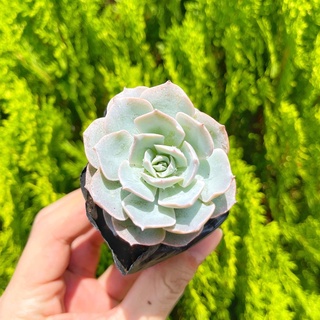 Sen đá hồng phấn 5-7cm - Vườn sen đá