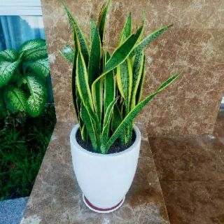 Cây lưỡi hổ 3 cây 1 chậu