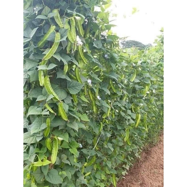 Hạt giống đậu rồng  xanh siêu trái Trang Nông