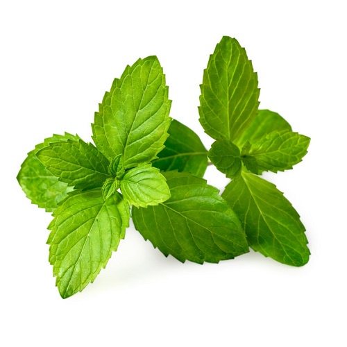 Hạt cây bạc hà ~ Spearmint hạt giống nhập khẩu 110h