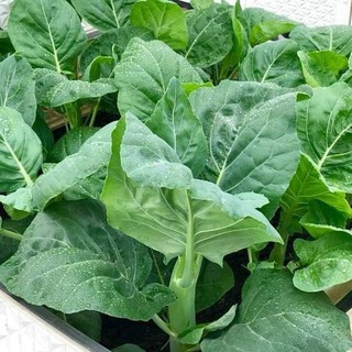 Hạt giống cải làn hoa trắng, cải làn hoa vàng gieo vụ đông tháng 10,11,12 dương lịch cho năng xuất cao