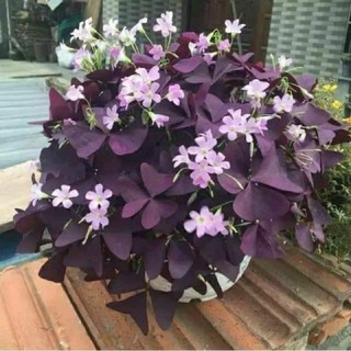 Củ hoa oxalis