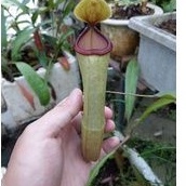 cây nắp ấm N. mirabilis hotlip