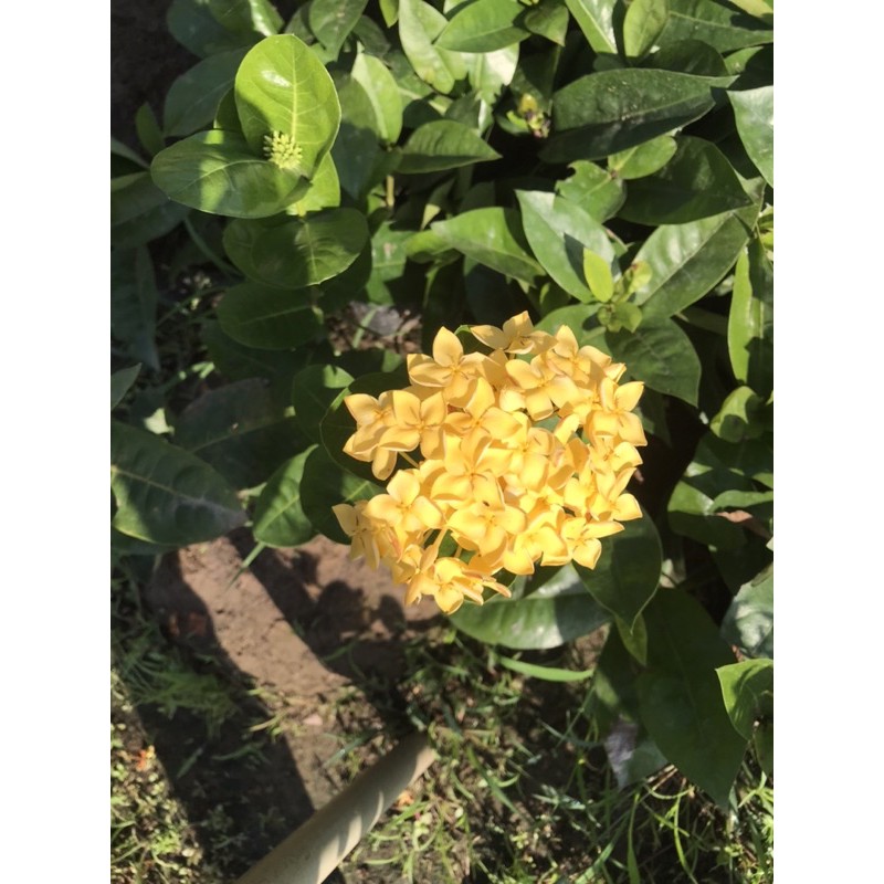 Bông trang  vàng pháp giống