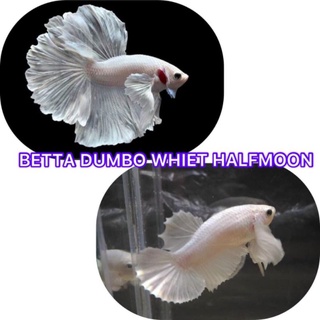 Betta DumBo White 1 cặp Trống Mái Đuôi ngắn. Tặng Thức ăn