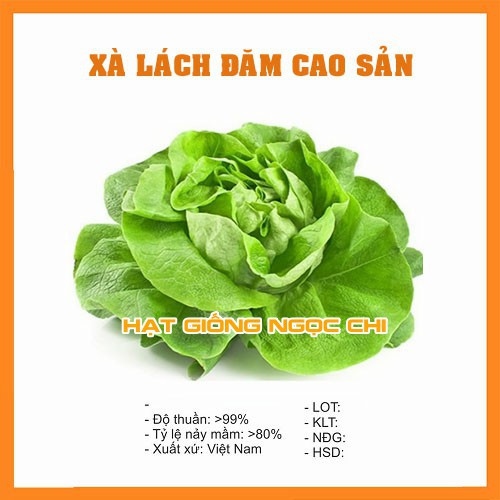 Hạt Giống Rau Xà Lách Đăm Cao Sản - 2Gr