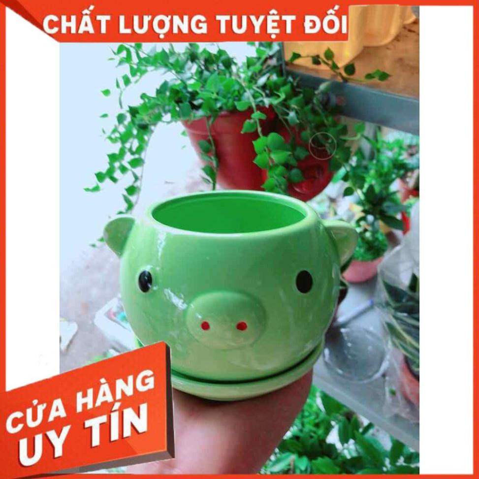 Chậu trồng cây Nhiều Người Mua