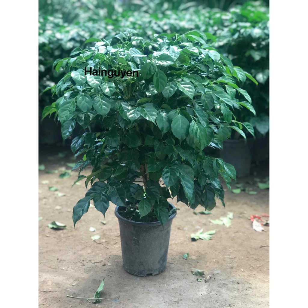 Cây hạnh phúc thân gỗ loại to 50-60cm + Tặng  phân hữu cơ cao cấp