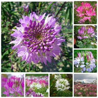 [GIÁ GỐC] Hạt giống hoa Hồng Ri Mix (Cleome) - 50 hạt