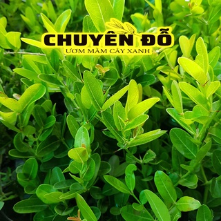 CÂY SIRO, SI RÔ, CÂY TRỒNG HÀNG RÀO