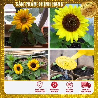Bộ gói hạt giống Hướng dương