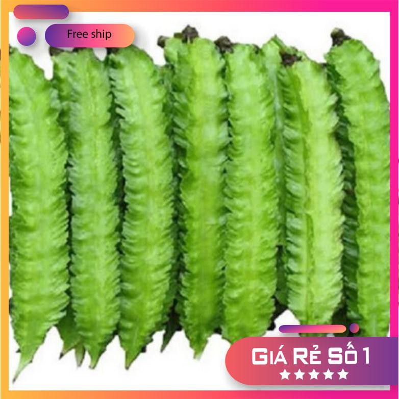 Hạt giống Đậu rồng (gói 10g)
