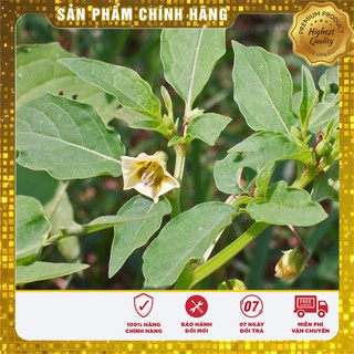 Hạt giống rau tầm bóp 0.5gr