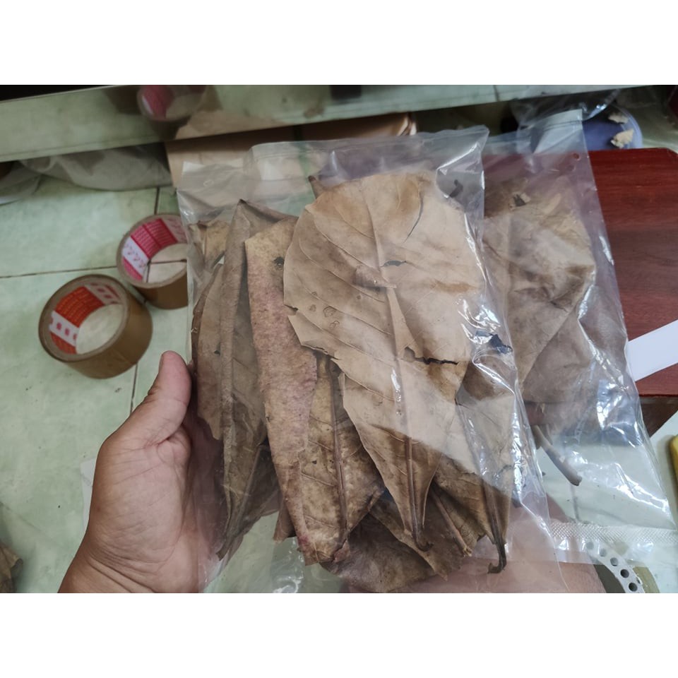 Lá bàng khô thần dược trị nấm cho cá , rùa , tép , ổn định Ph nước