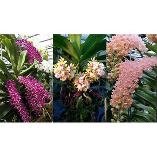 lan đai trâu(nghinh xuân,ngọc điểm) đang nứt nụ, hàng gửi di nguyên chậu có đủ mặt hoa, được chọn màu, gái siêu rẻ