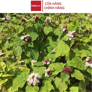 Bạch đồng nữ hay còn gọi là cây mò hoa trắng Sasuke 1kg tác dụng tốt cho người bị khí hư hoặc bị bạch đới ở phụ nữ