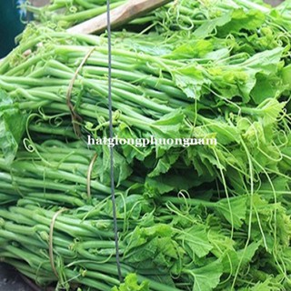 20GR - hạt giống bí siêu ngọn