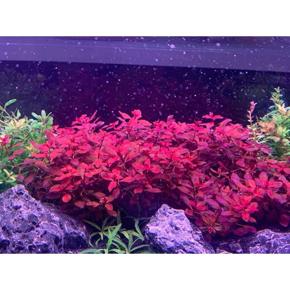 Đèn netlea rgb 90 bản treo