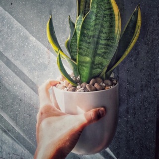 Chậu sứ kèm dĩa lót Size 14x14cm.