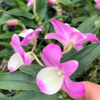 Lan denzo hồng nhật hoa quanh năm ( cây đang nụ bao đẹp)